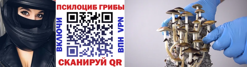 Псилоцибиновые грибы Magic Shrooms  Купить где  Болгар 